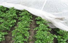 Агрополотно укрывное  (1,6 х10м)  50г в пакетах